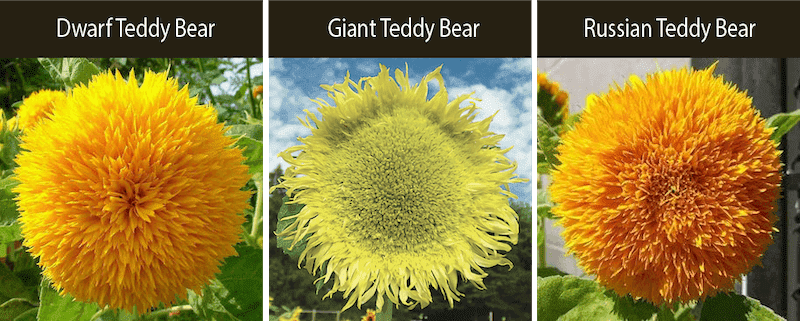 dwarf teddy bear sunflower giant teddy bear sunflower russian teddy bear sunflower varieties